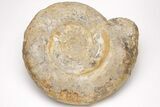 Large, Jurassic Ammonite (Parkinsonia) Fossil - England #206848-1